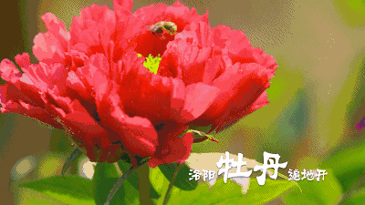 洛阳公安护航第35届洛阳牡丹文化节开幕式(图15) 洛阳公安护航第35届洛阳牡丹文化节开幕式(图15)