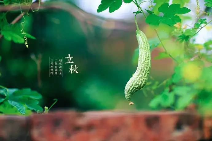 今日立秋(图2) 今日立秋(图2)