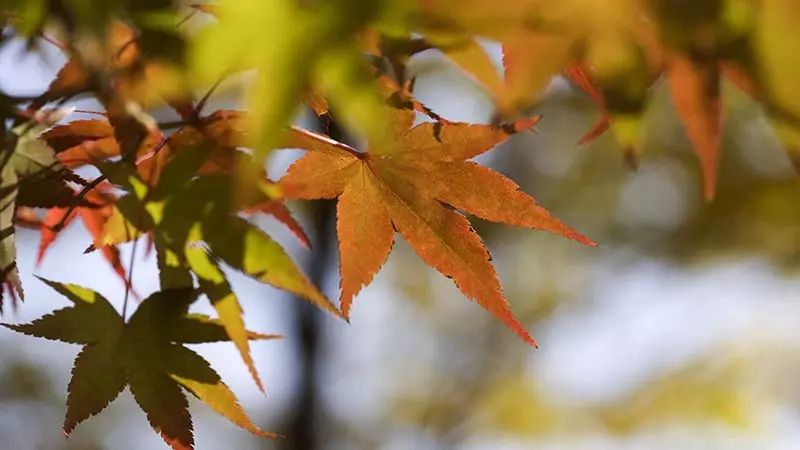 今日立秋(图5) 今日立秋(图5)