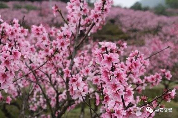 福安交警全力护航“桃花节”(图1) 福安交警全力护航“桃花节”(图1)